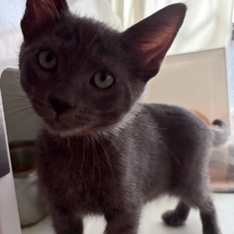 A baby small-sized male Gray / Blue / Silver Domestic Short Hair cat named Phil Collins for adoption in Los Angeles, CA