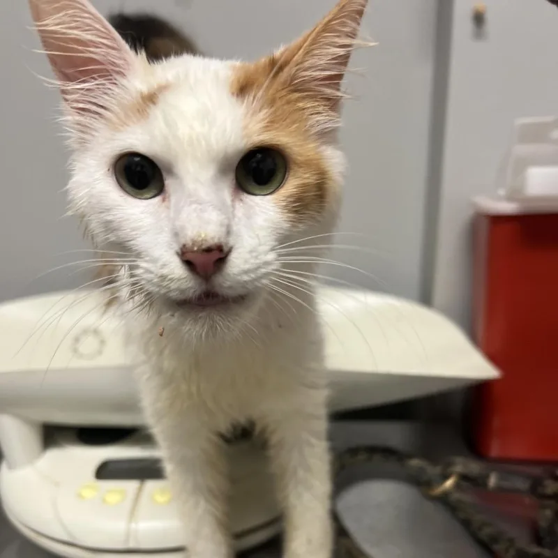 An adult medium-sized female Calico Domestic Short Hair cat named Panini for adoption in Chattanooga, TN