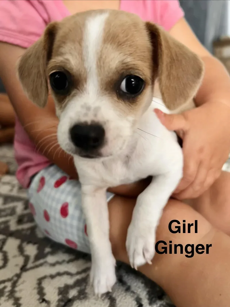 Ginger