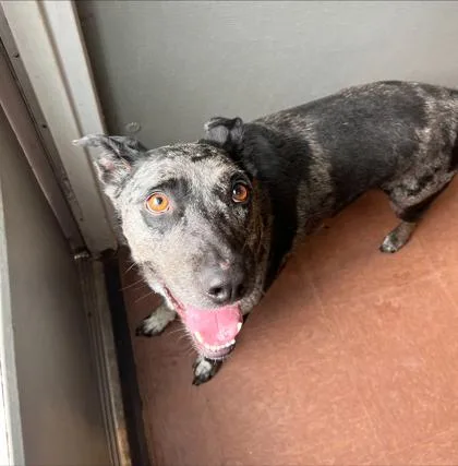 An adult medium-sized female Gray / Blue / Silver Australian Cattle Dog / Blue Heeler dog named Xyla for adoption in Rapid City, SD