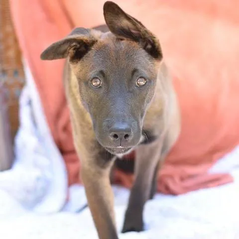 A baby medium-sized female Shepherd dog named Brinkley for adoption in Conroe, TX