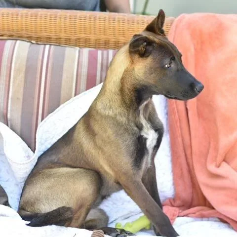 Brinkley thumbnail 2