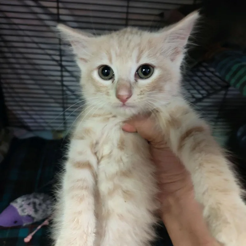 A baby small-sized male Buff / Tan / Fawn Domestic Long Hair cat named Scooby Doo for adoption in Norfolk, NE