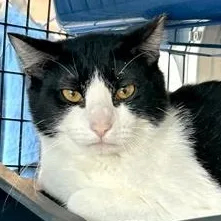 A young large-sized male Black Domestic Short Hair cat named Stairs for adoption in Fernandina Beach, FL