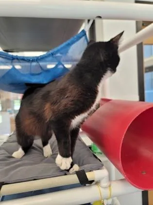 An adult medium-sized male Domestic Short Hair cat named Roger for adoption in Fergus Falls, MN