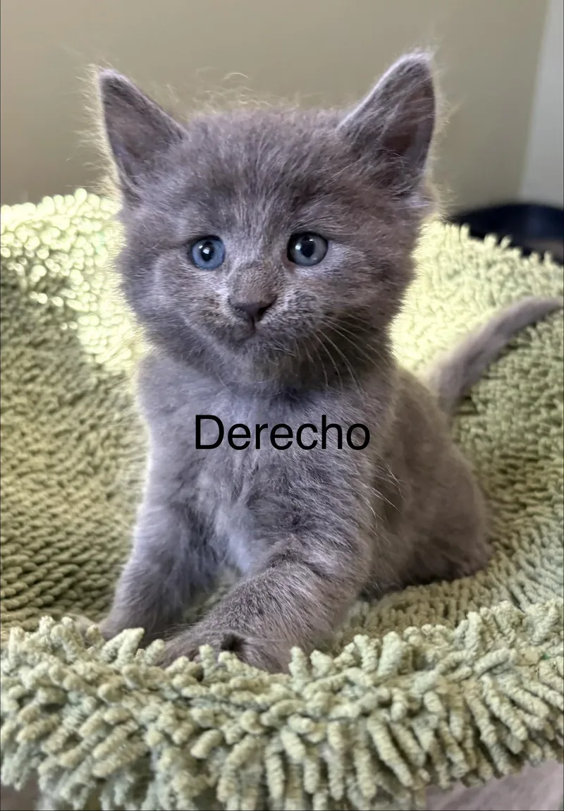 A baby large-sized male Domestic Medium Hair cat named Derecho for adoption in Geneseo, IL