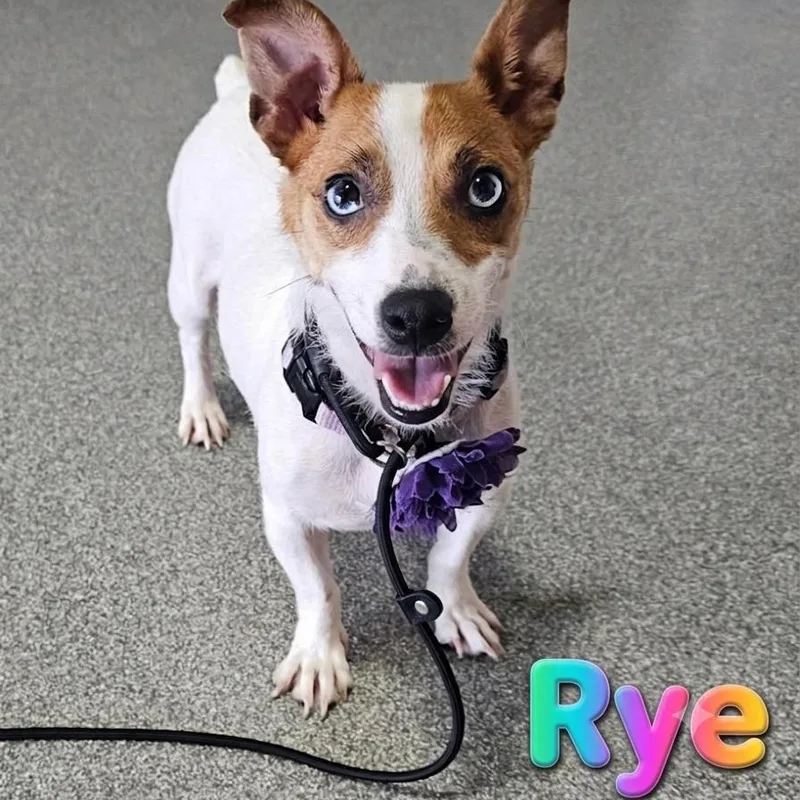 An adult small-sized female Jack Russell Terrier dog named Rye for adoption in Minooka, IL