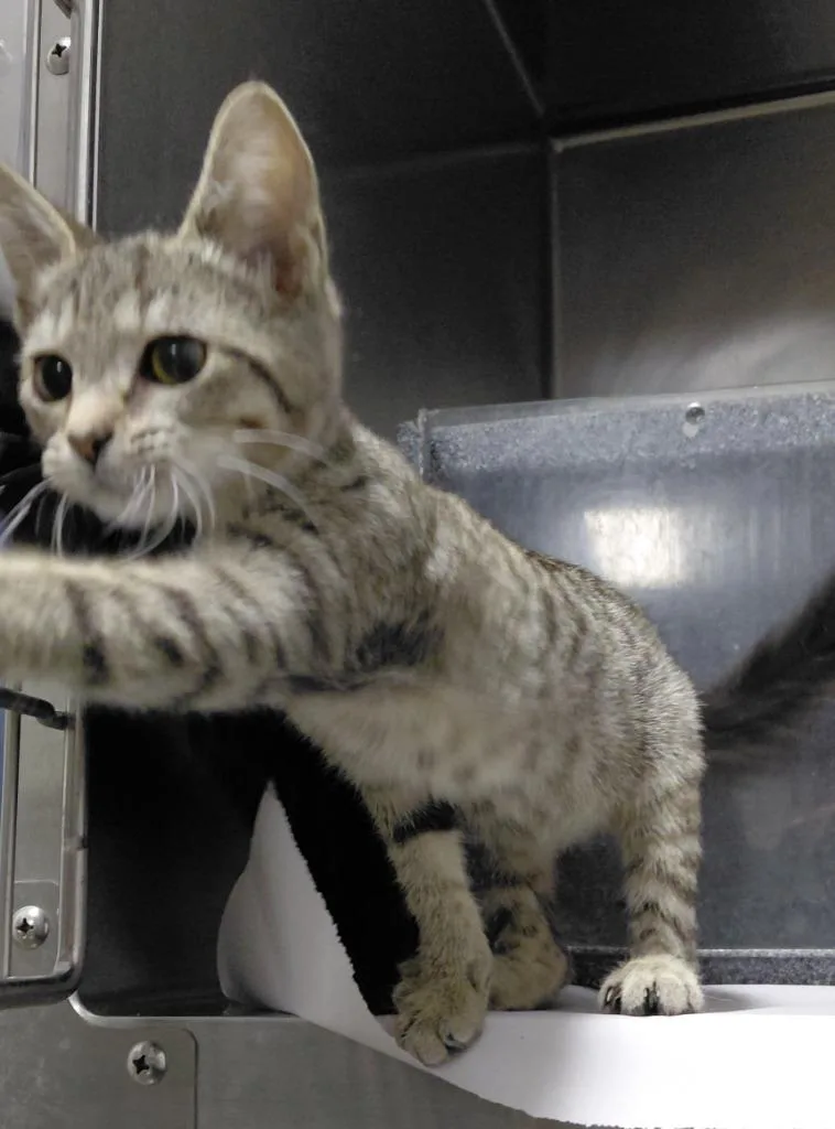 A baby small-sized female Domestic Medium Hair cat named Sophie for adoption in Henderson, NC