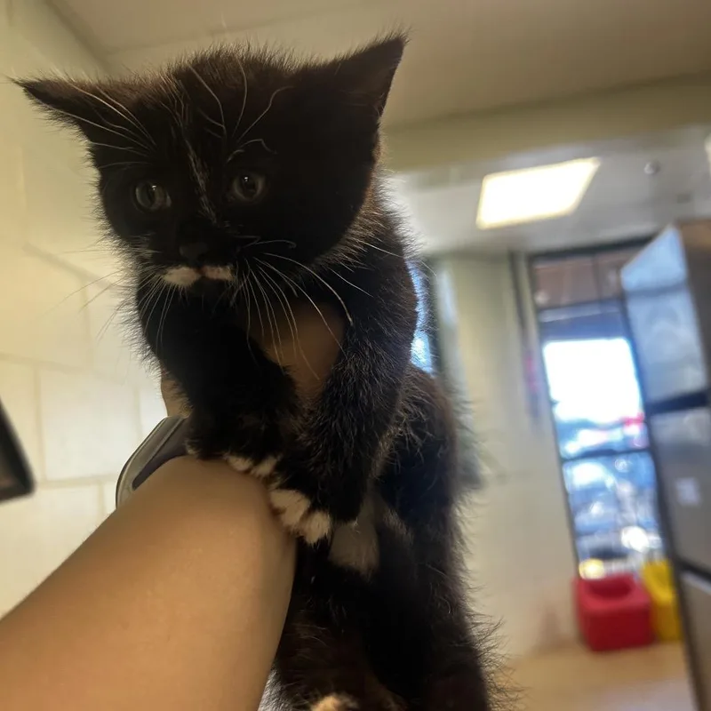 A baby small-sized male Black Domestic Short Hair cat named Panda for adoption in Waukesha, WI