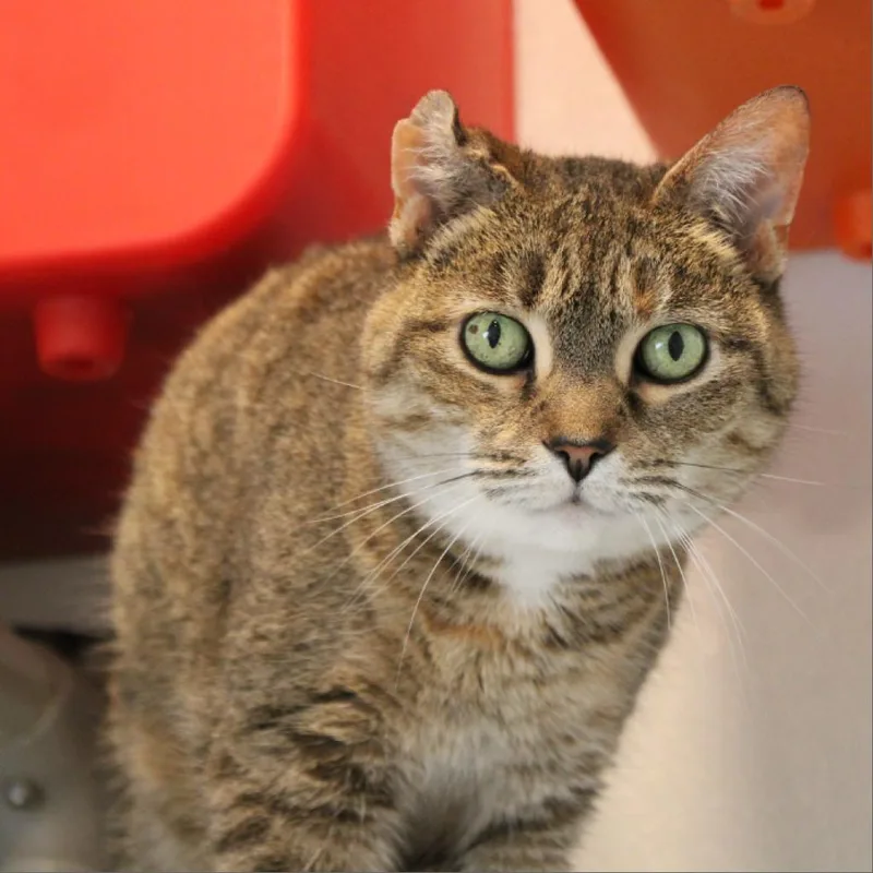 Victoria thumbnail 2