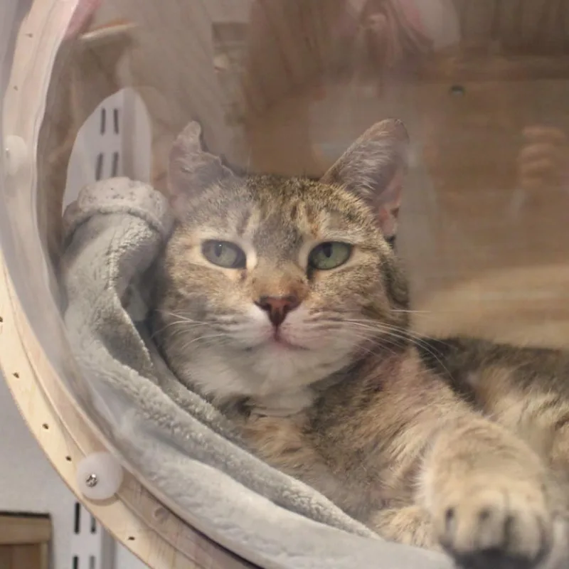 Victoria thumbnail 6