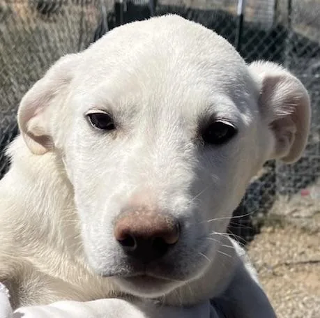 A baby medium-sized male White / Cream Labrador Retriever dog named Charlie for adoption in San Luis, CO