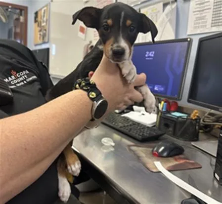 A baby large-sized female Pit Bull Terrier dog named Keys for adoption in Phoenix, AZ