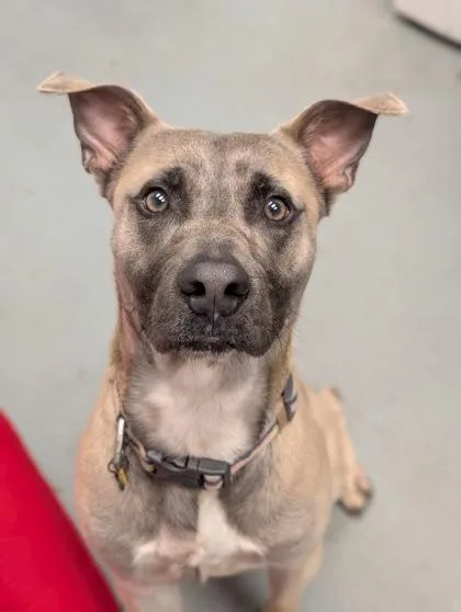 An adult medium-sized male Mixed Breed dog named Hondo for adoption in Gulfport, MS