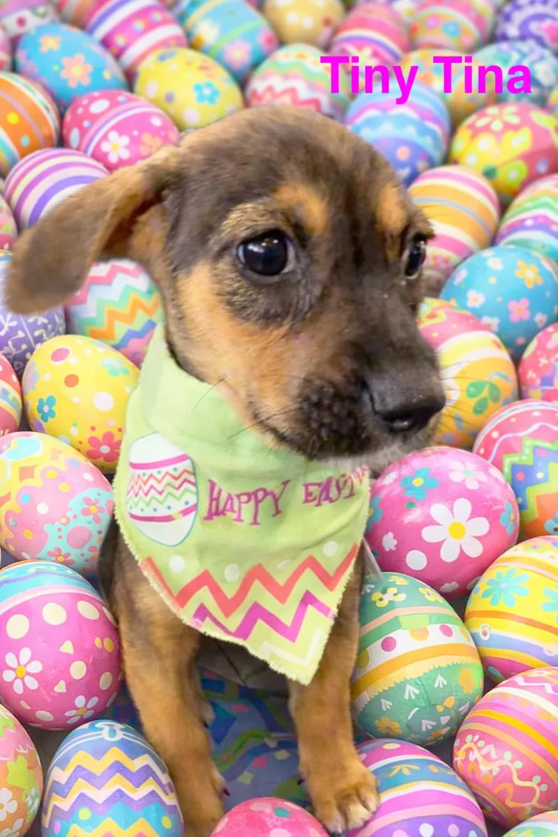 Tiny Tina thumbnail 3