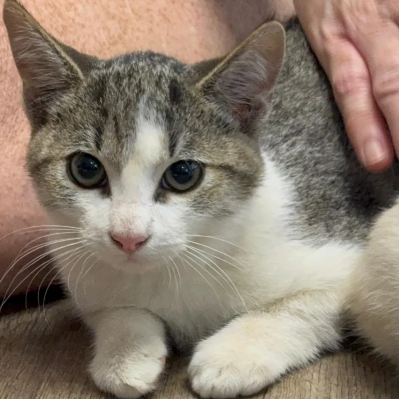 A baby small-sized male Domestic Short Hair cat named Frontier for adoption in Incline Village, NV