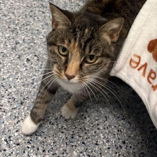 An adult medium-sized female Brown / Chocolate Domestic Short Hair cat named Nutmeg for adoption in Dayton, OH