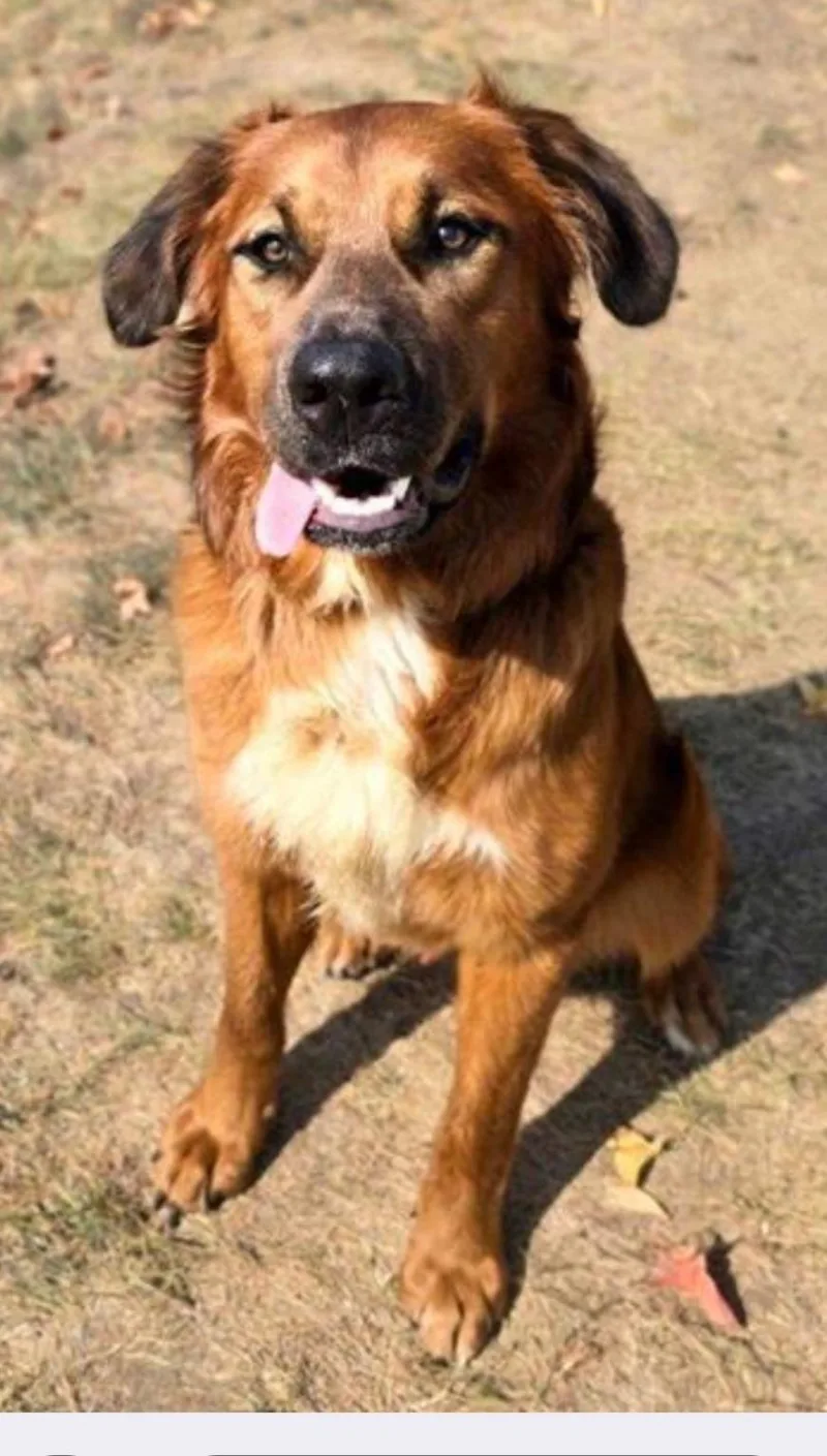 A young large-sized male Golden Retriever dog named Billyray for adoption in Columbia, MO