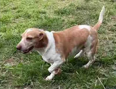 An adult small-sized female Beagle dog named Faith for adoption in Knoxville, TN