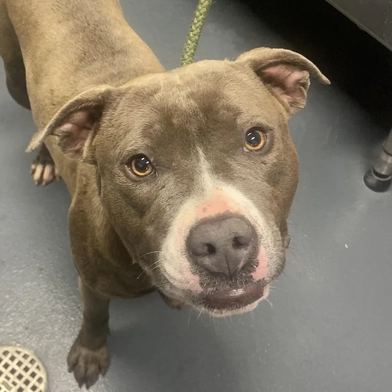 An adult medium-sized female Brown / Chocolate Mixed Breed dog named Navy for adoption in Allentown, PA