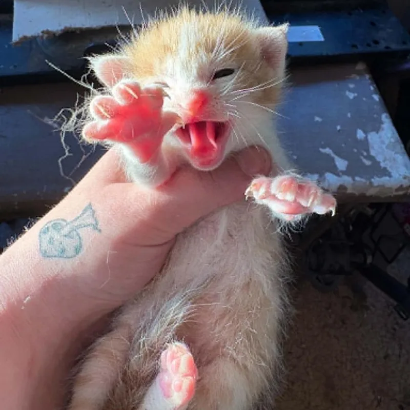 A baby small-sized female Orange / Red Domestic Short Hair cat named TikTok for adoption in Las Cruces, NM