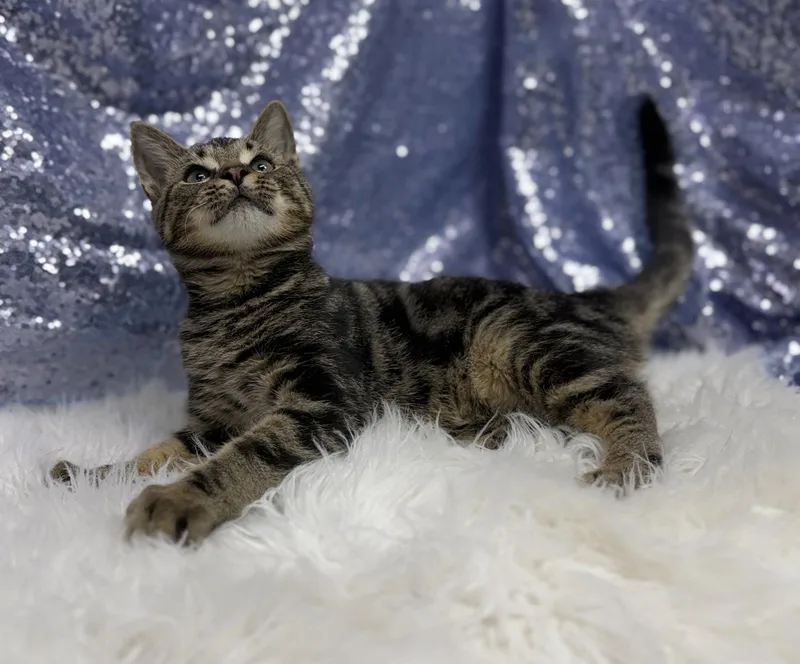 A young medium-sized male Domestic Short Hair cat named Oscar for adoption in Clarkesville, GA