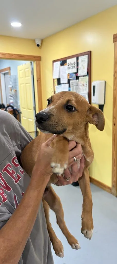 A baby medium-sized male Labrador Retriever dog named Chipper for adoption in Lawrenceburg, TN