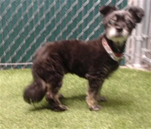 An adult medium-sized female Terrier dog named Bertha for adoption in Downey, CA