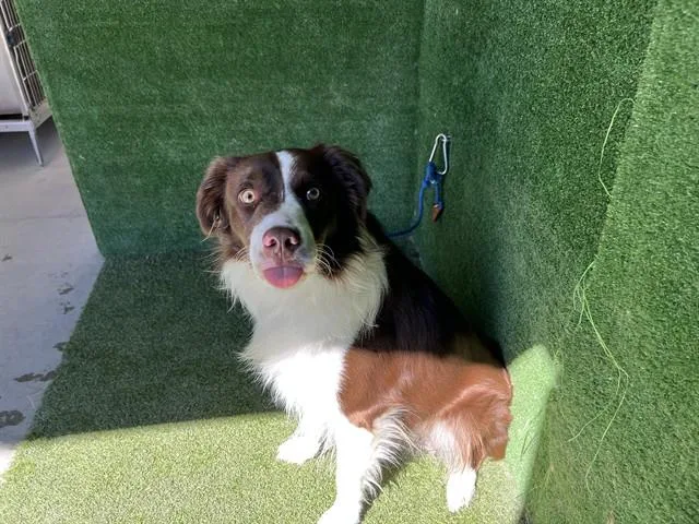 A young large-sized male Border Collie dog named Ricky for adoption in Lancaster, CA