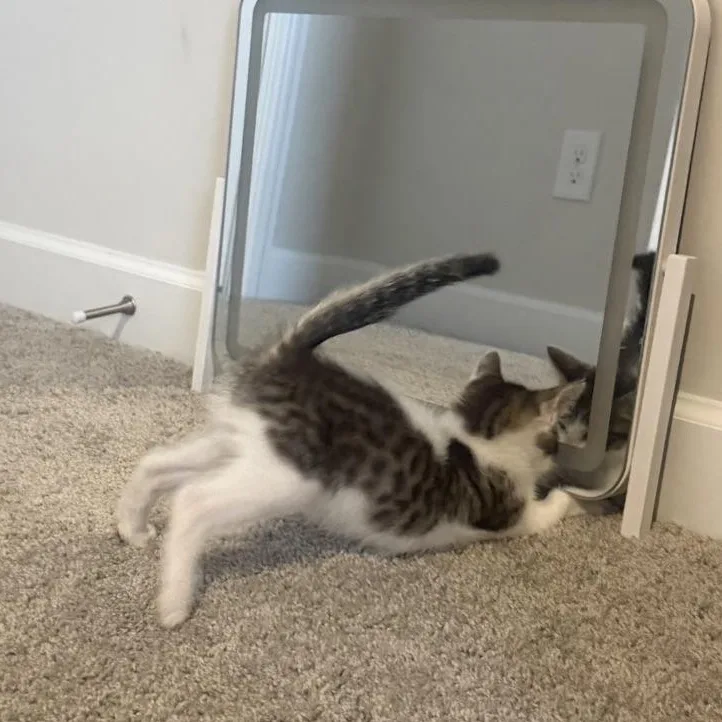 A baby medium-sized male White Domestic Short Hair cat named Steve Buscemi..Yes Those for adoption in Murfreesboro, TN