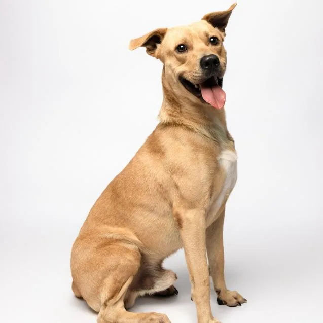 A young medium-sized male Yellow / Tan / Blond / Fawn Mixed Breed dog named Julian for adoption in Fulton, TX
