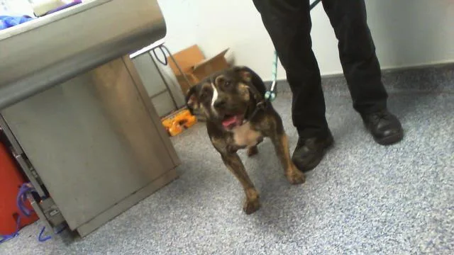 A young medium-sized female Pit Bull Terrier dog named Naveen for adoption in Charlotte, NC