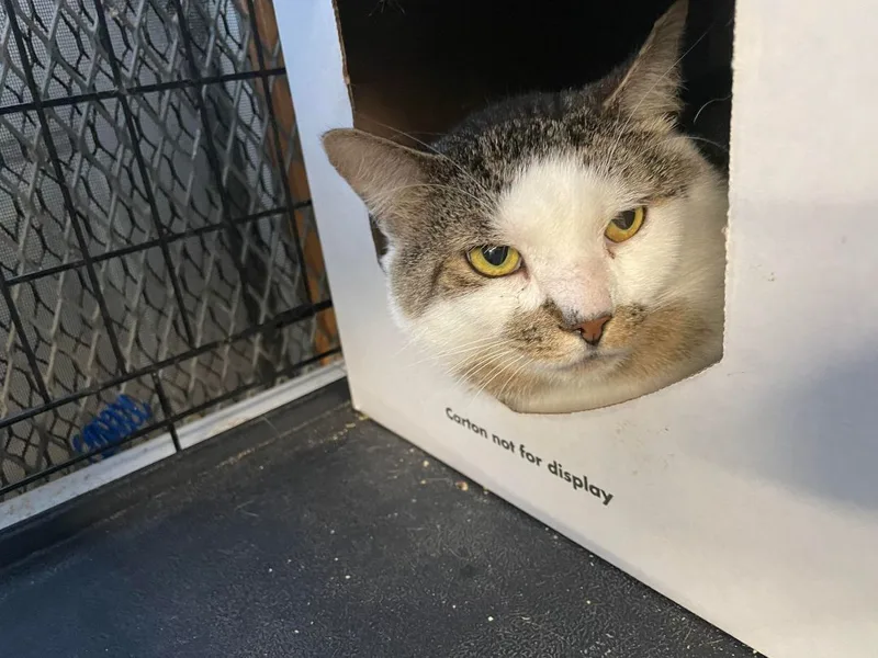 Davies & Dayton Bonded thumbnail 2