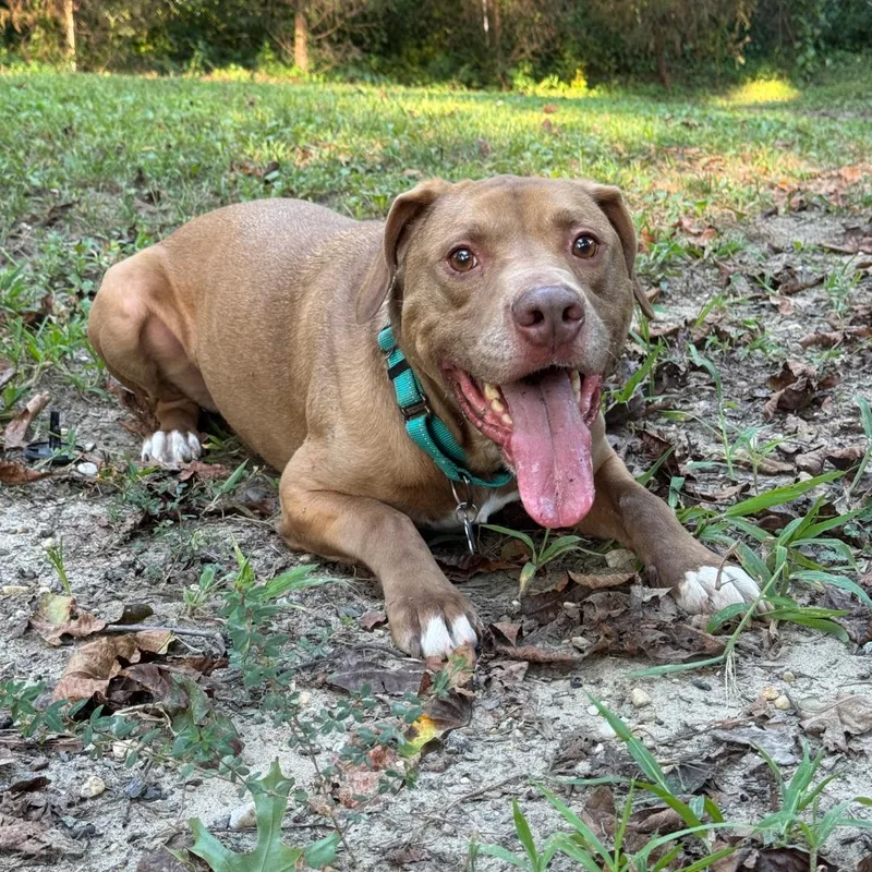 An adult large-sized male American Staffordshire Terrier dog named Dillard for adoption in Midlothian, VA