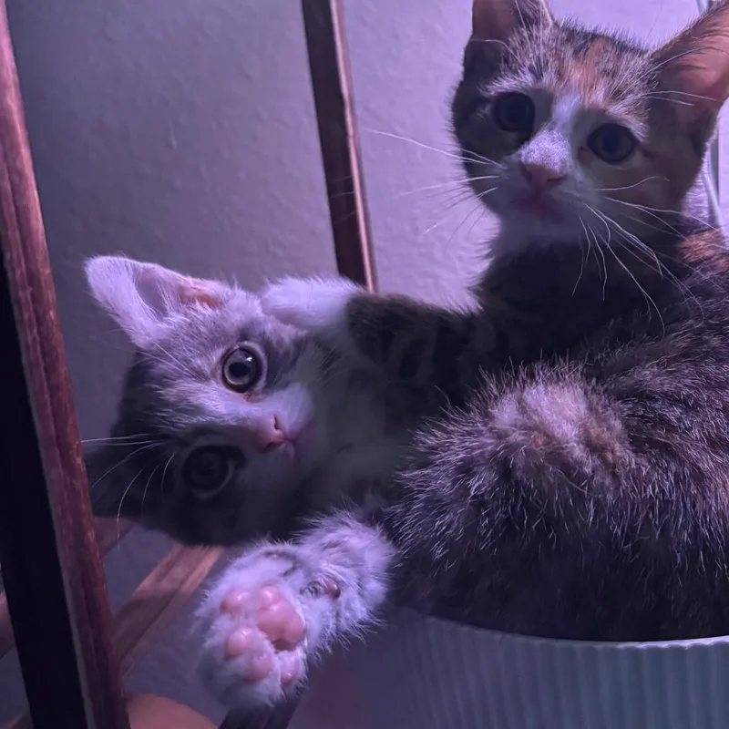 A baby small-sized female Gray / Blue / Silver Domestic Short Hair cat named Penny for adoption in Commerce City, CO