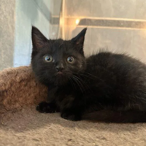 A baby small-sized female Domestic Medium Hair cat named Morgan for adoption in Tipp City, OH
