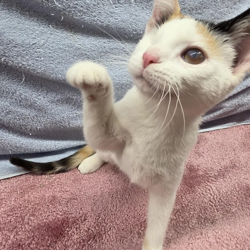 A baby small-sized female Calico Domestic Short Hair cat named Tulip for adoption in Avon Lake, OH