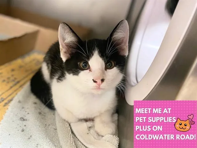 A baby small-sized male Domestic Short Hair cat named Scotty for adoption in Fort Wayne, IN