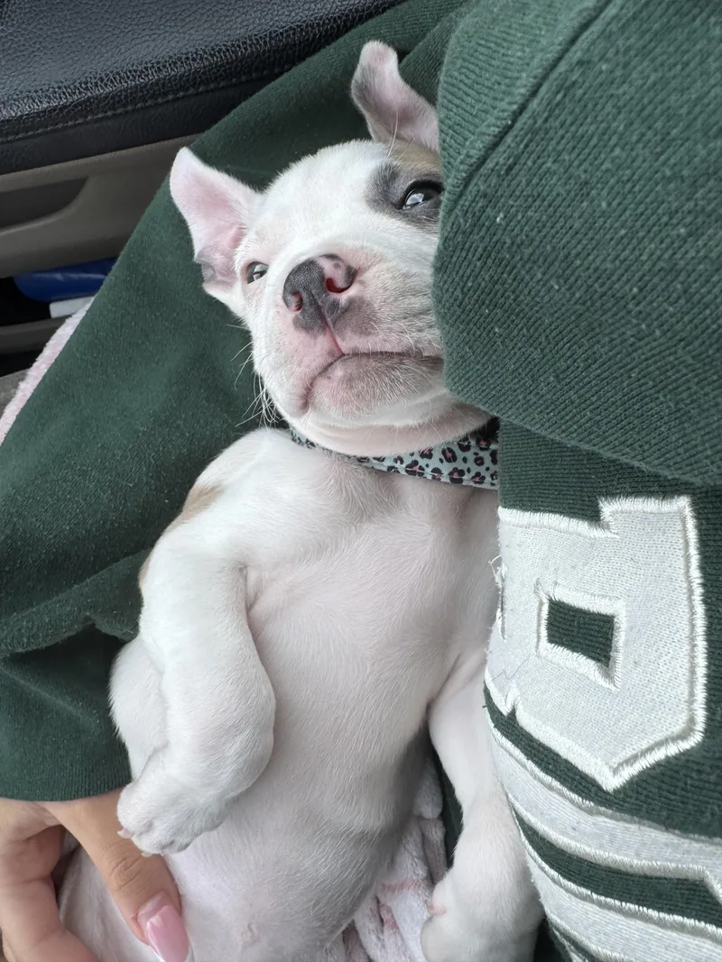 A baby medium-sized female White / Cream Bulldog dog named Polly for adoption in Monrovia , CA