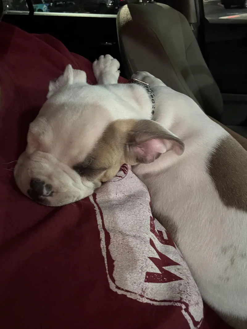Polly thumbnail 2