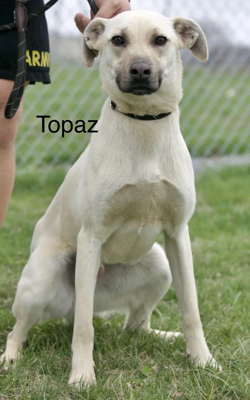 A young medium-sized male White / Cream Black Mouth Cur dog named Topaz for adoption in Mount Sterling, KY