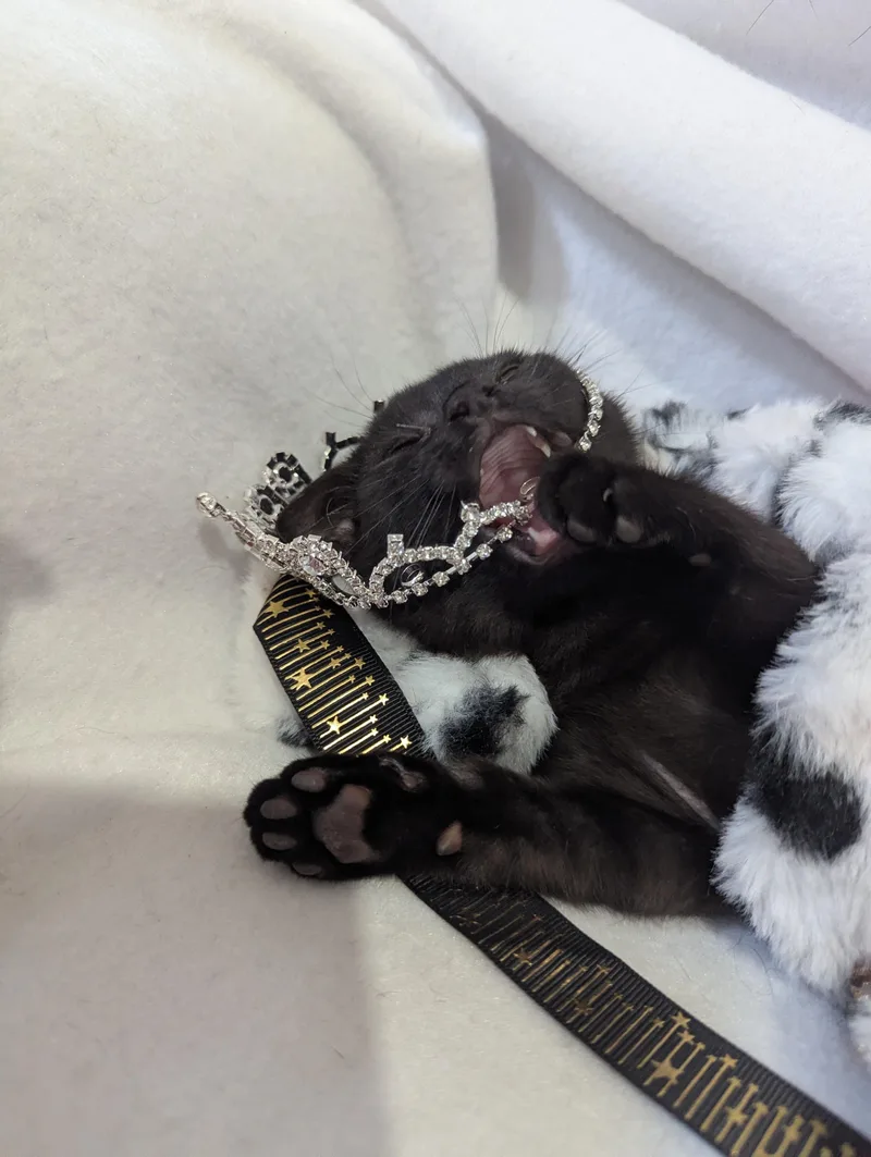 A baby small-sized female Black Domestic Short Hair cat named Tiny OverlordSeeking Staff for adoption in Haddon Heights, NJ