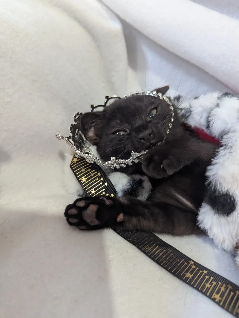 Tiny OverlordSeeking Staff thumbnail 3