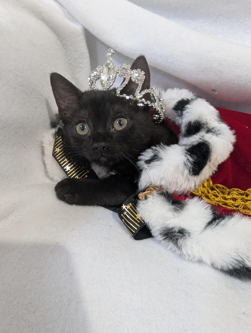 Tiny OverlordSeeking Staff thumbnail 4