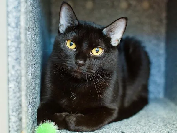 An adult medium-sized female Domestic Short Hair cat named Oreo Girl for adoption in Ridgewood, NY