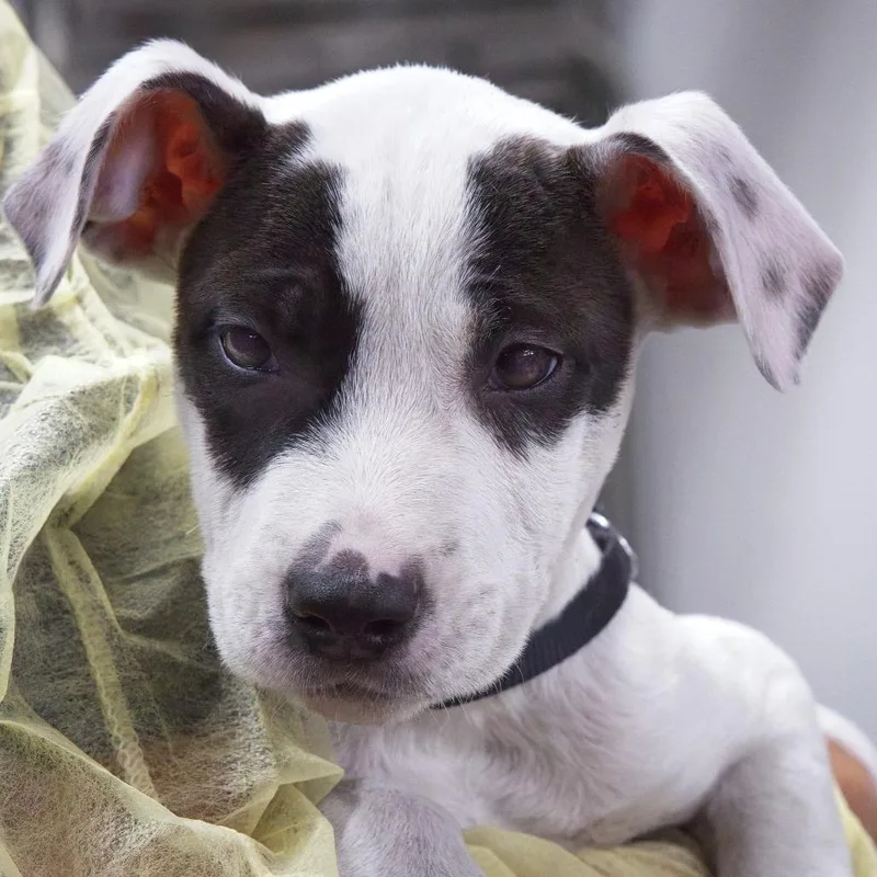 A baby small-sized male White / Cream Terrier dog named Fettuccine for adoption in South Elgin, IL