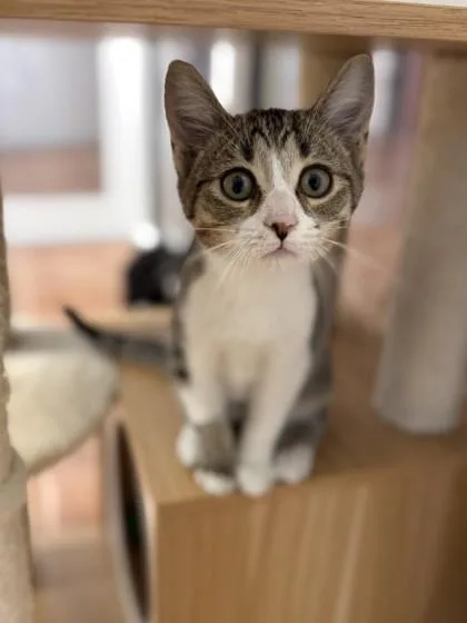 A young small-sized female Domestic Short Hair cat named Soap for adoption in North Miami Beach, FL