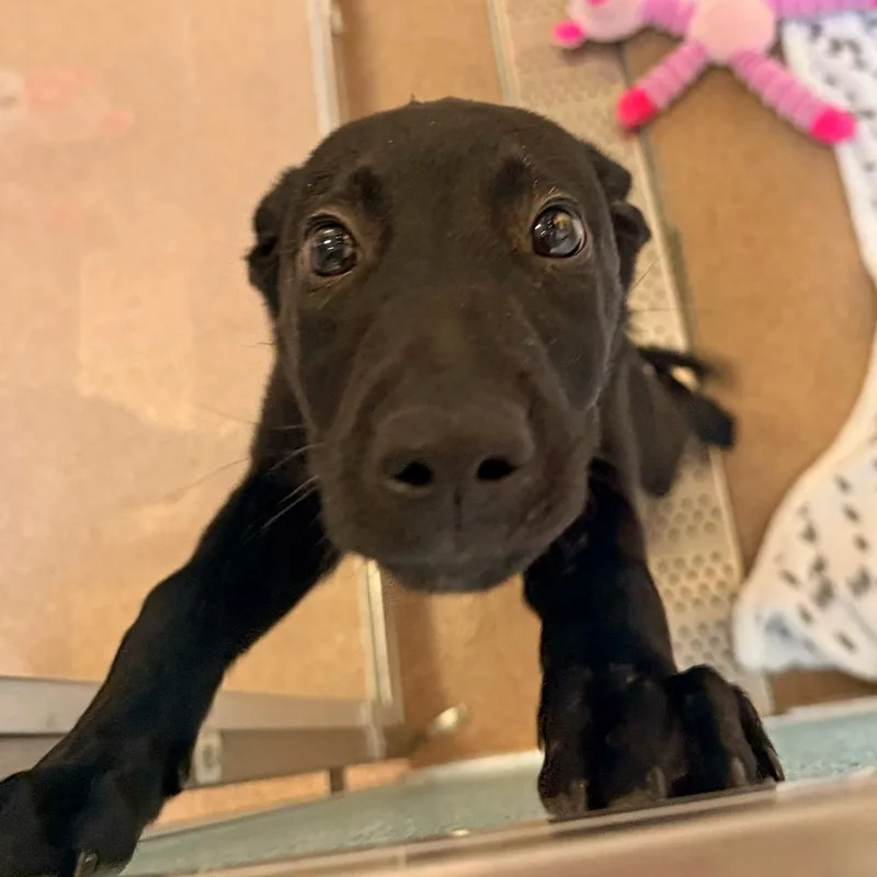 Bodi