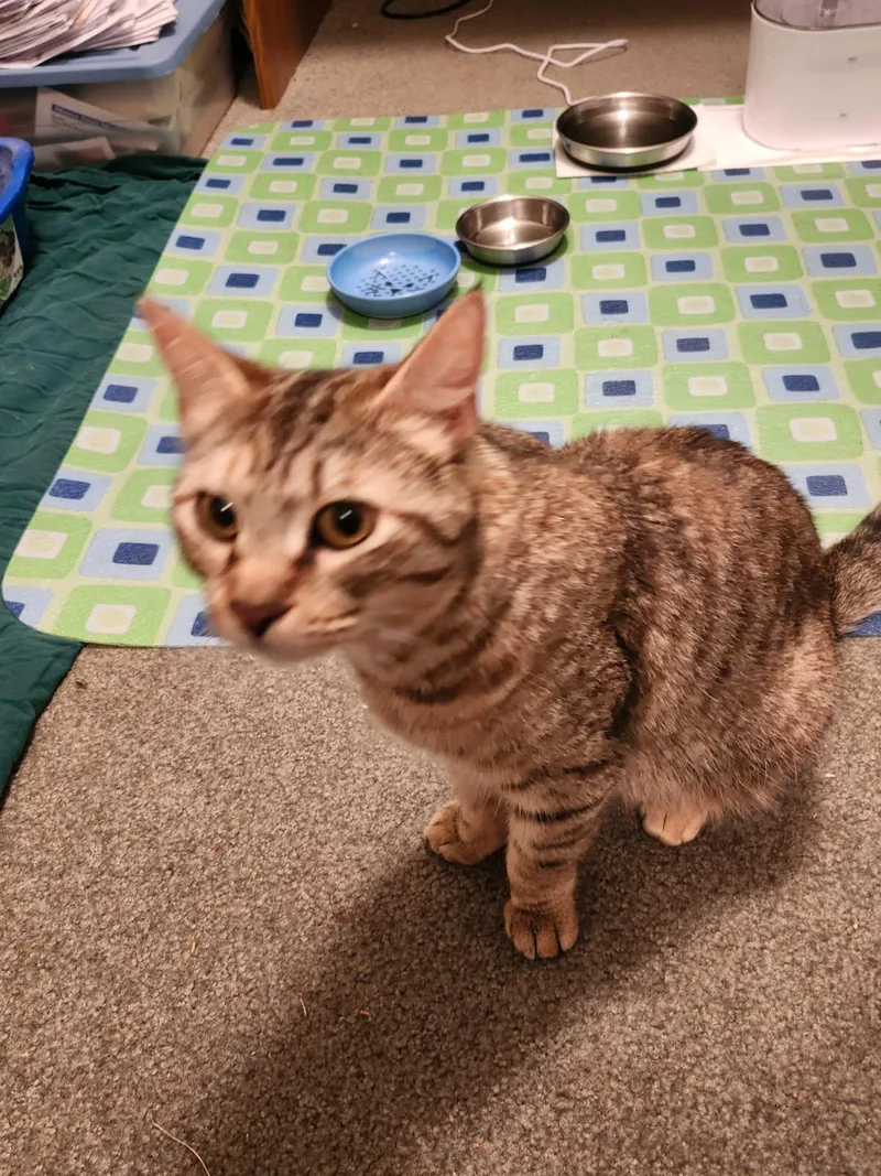 A young medium-sized female Domestic Short Hair cat named Sweetie Pie for adoption in Enfield, CT