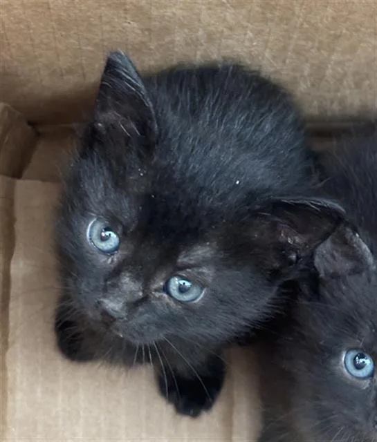 A baby medium-sized female Domestic Short Hair cat named Dawn for adoption in Dallas, TX